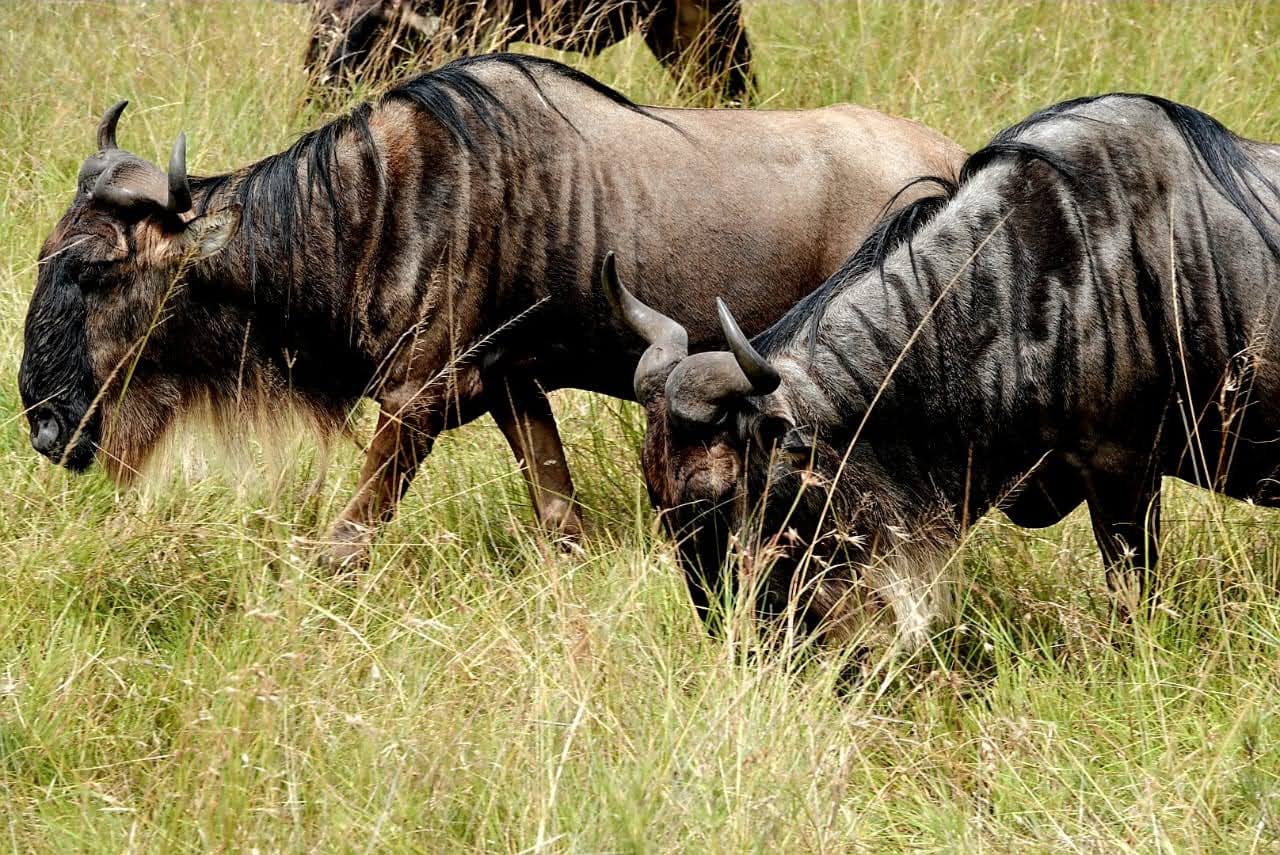 Wildlife