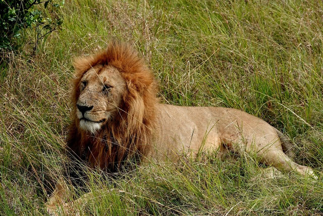 Maasai Mara